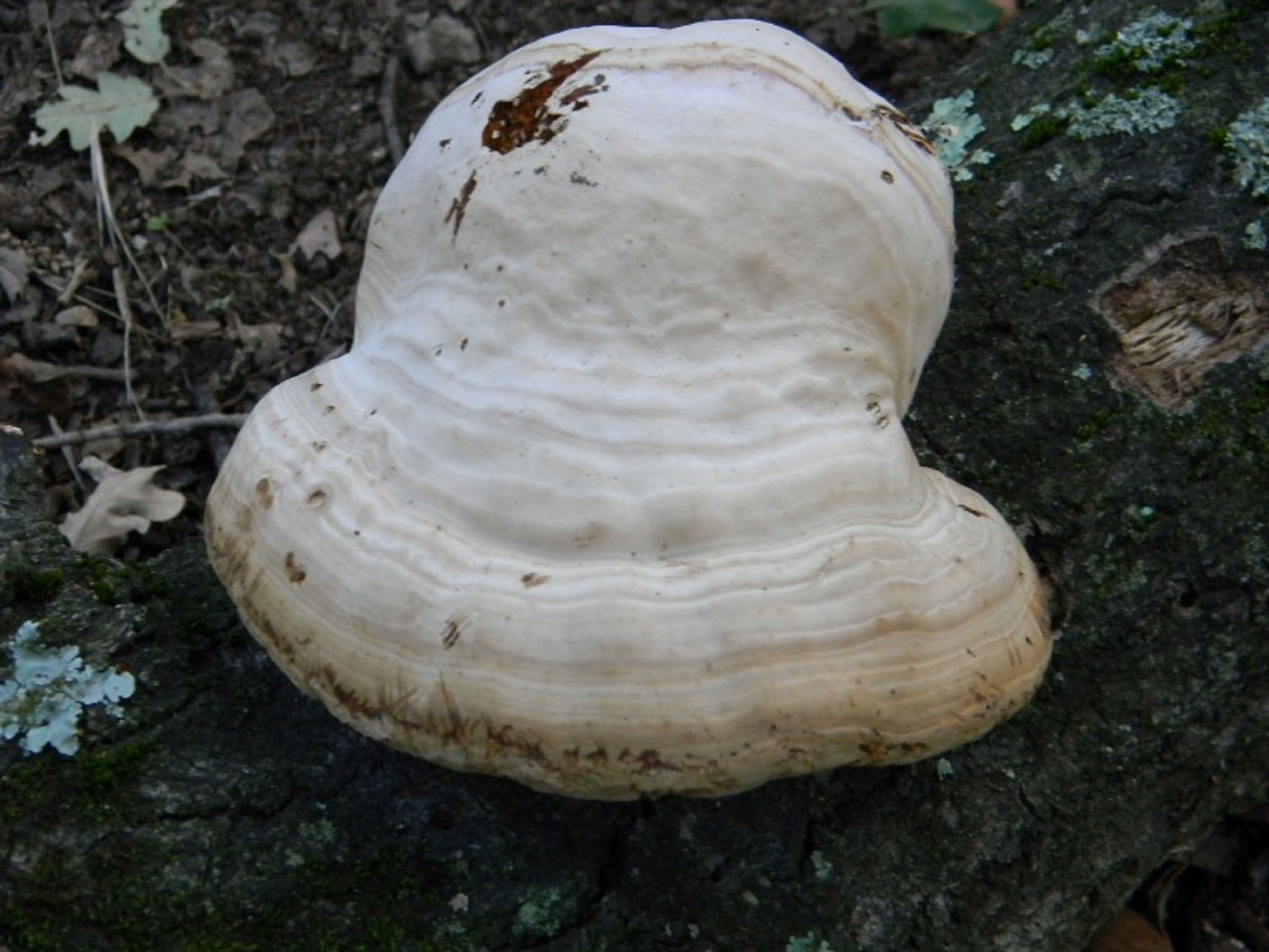 1917 Febbraio vecchio ritrovamento